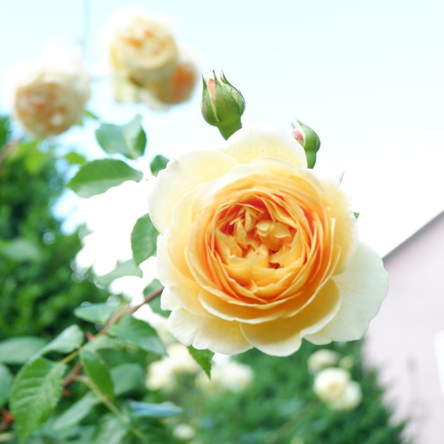 UrsensollenHof Elf公寓 外观 照片